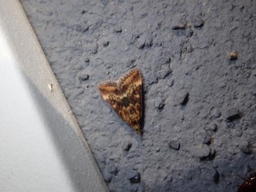 Pyrausta despicata